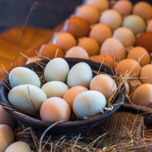 Huevos Orgánicos, granja el motilón