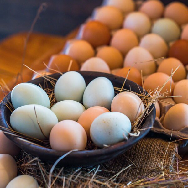 Huevos Orgánicos, granja el motilón